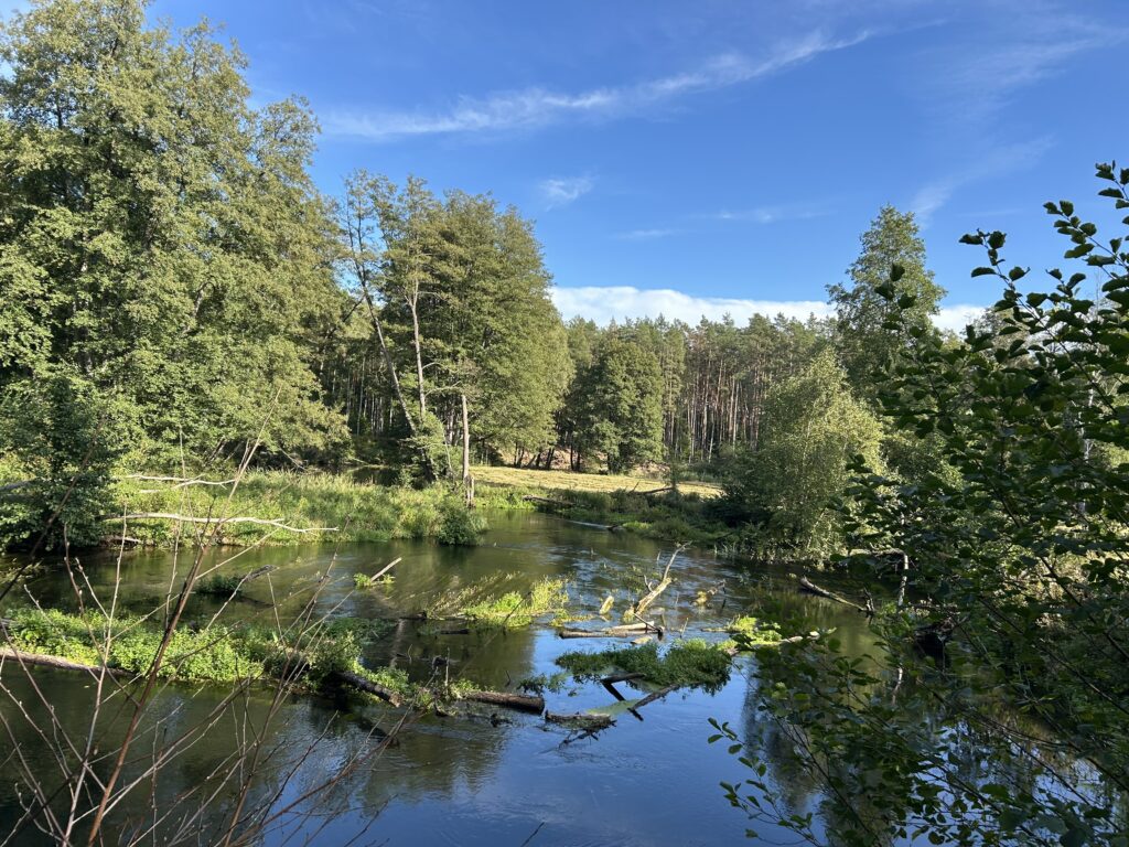 rzeka Drawa w obszarze Drawieński Park Narodowy 